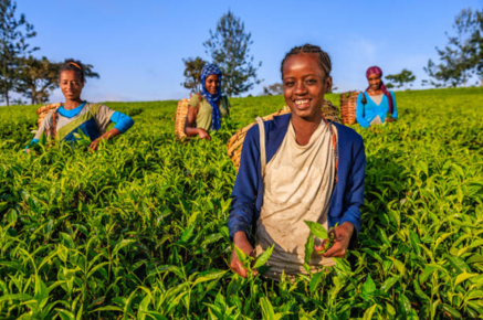 UAE and Saudi Arabia’s agricultural diplomacy in Africa: Competition, cooperation and its strategic implications  